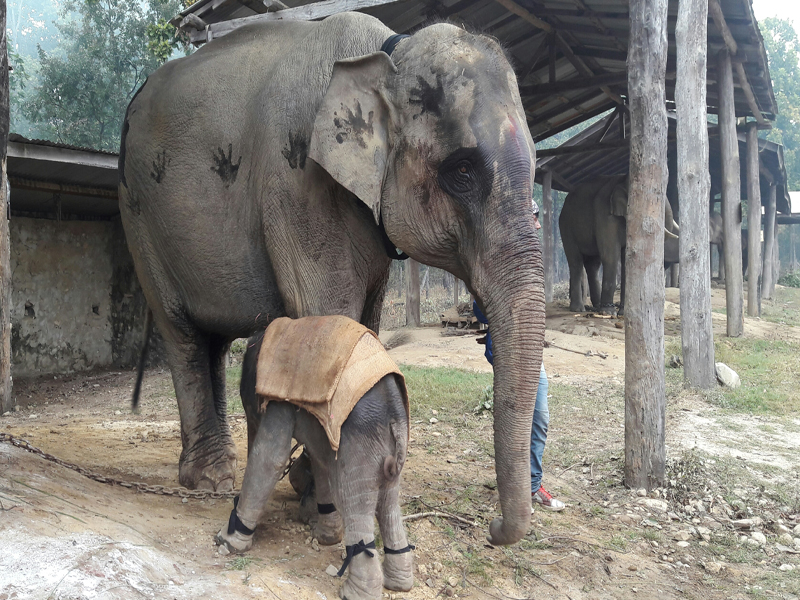 चितवन निकुञ्जमा अर्को छावा जन्मियो